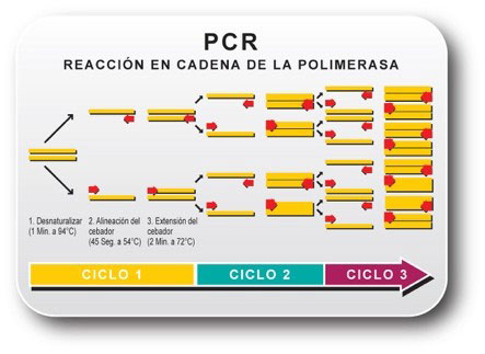 pcr